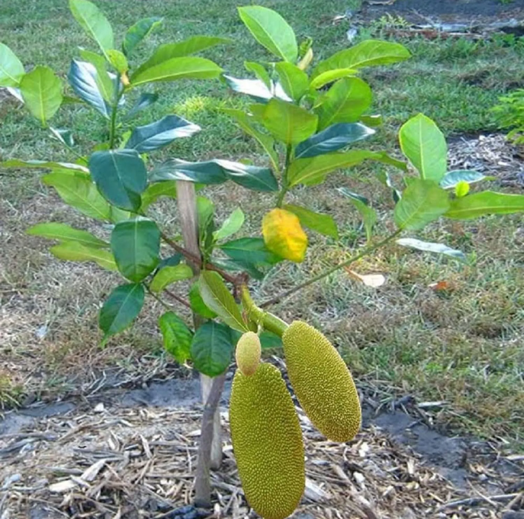 Pack of 2 Thai All Time Jack Fruit Hybrid Grafted Plant + Thai Seedless Finger Grapes Hybrid Fruit Plant (Air Learning Grafted)