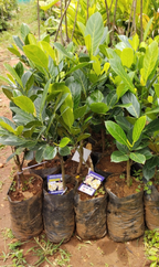 Pack of 2 Thai All Time Jack Fruit Hybrid Grafted Plant + Thai Seedless Finger Grapes Hybrid Fruit Plant (Air Learning Grafted)