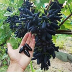 Pack of 2 Thai All Time Jack Fruit Hybrid Grafted Plant + Thai Seedless Finger Grapes Hybrid Fruit Plant (Air Learning Grafted)