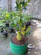 Pack of 2 Thai All Time Jack Fruit Hybrid Grafted Plant + Thai Seedless Finger Grapes Hybrid Fruit Plant (Air Learning Grafted)
