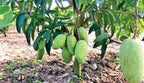 Thai All Time Katimon Mango Grafted Fruit Plant