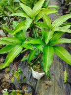 Thai All Time Katimon Mango Grafted Fruit Plant