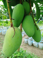 Thai All Time Katimon Mango Grafted Plant