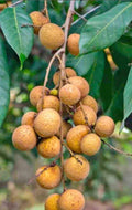 Thai All Time Langon Litchi Grafted Fruit Plant