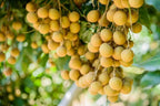 Thai All Time Langon Litchi Grafted Fruit Plant