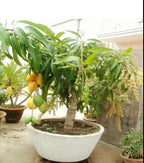 Thai All Time Mango Grafted Hybrid Fruit Plant