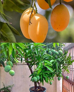 Thai All Time Mango Hybrid Grafted Plant