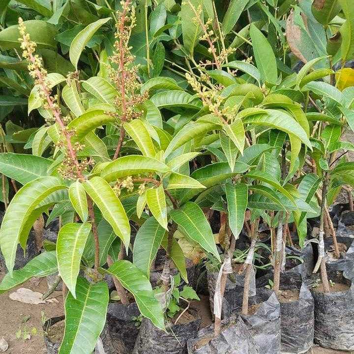 Thai All Time Mango Hybrid Grafted Plant