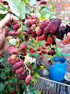 Mulberry Shahtoot Hybrid Fruit Plant (brazilian Variety)