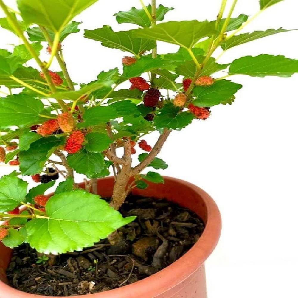 Mulberry Shahtoot Hybrid Fruit Plant (brazilian Variety)