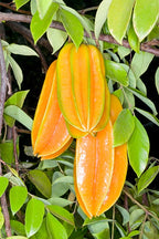 Thai Sweet Star Fruit Hybrid Plant (grafted Plant)