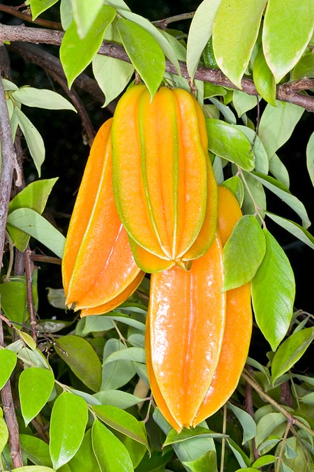 Thai Sweet Star Fruit Hybrid Plant (grafted Plant)