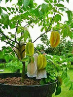 Thai All Time Sweet Star Fruit Grafted Plant