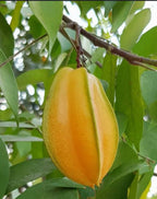 Thai All Time Sweet Star Fruit Grafted Plant