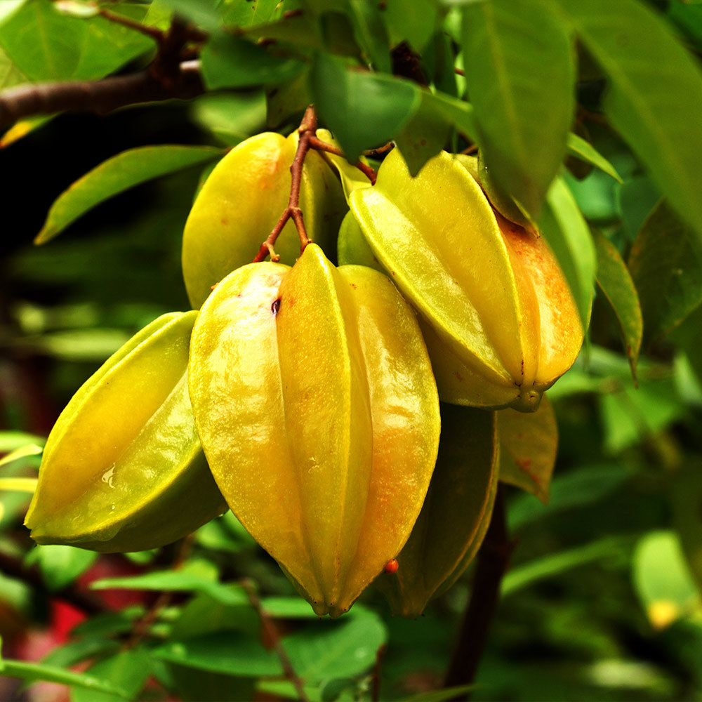 Thai All Time Sweet Star Fruit Grafted Plant