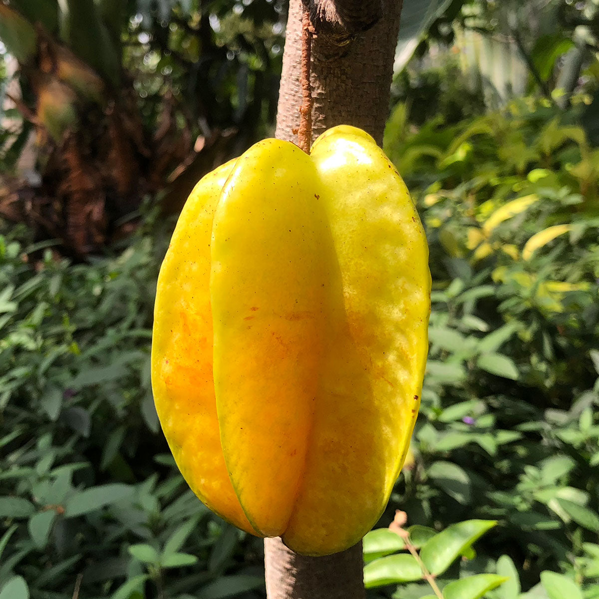 Thai Sweet Star Fruit Hybrid Plant (grafted Plant)