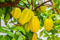 Thai All Time Sweet Star Fruit Grafted Plant