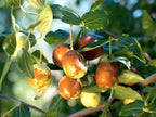 Thai Apple Ber Grafted Hybrid Fruit Plant