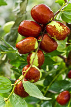 Thai Apple Ber Hybrid Grafted Fruit Plant
