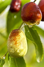 Thai Apple Ber Hybrid Grafted Fruit Plant