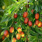 Thai Apple Ber Hybrid Grafted Fruit Plant