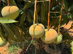Thai Apple Mango Hybrid Grafted Plant