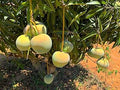 Thai Apple Mango Hybrid Grafted Plant