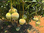 Thai Apple Mango Hybrid Grafted Plant