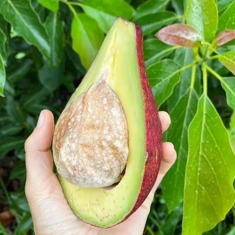 Red Thai Avocado Hybrid Graftad Plant