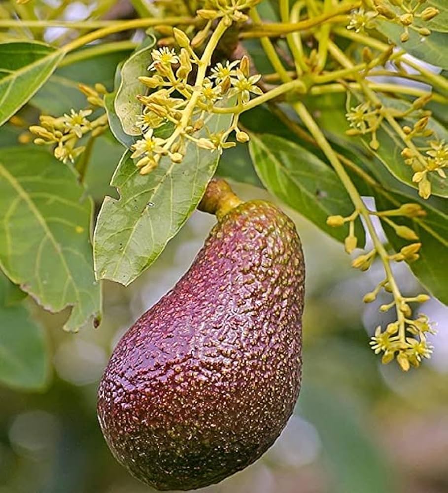 Red Thai Avocado Hybrid Graftad Plant