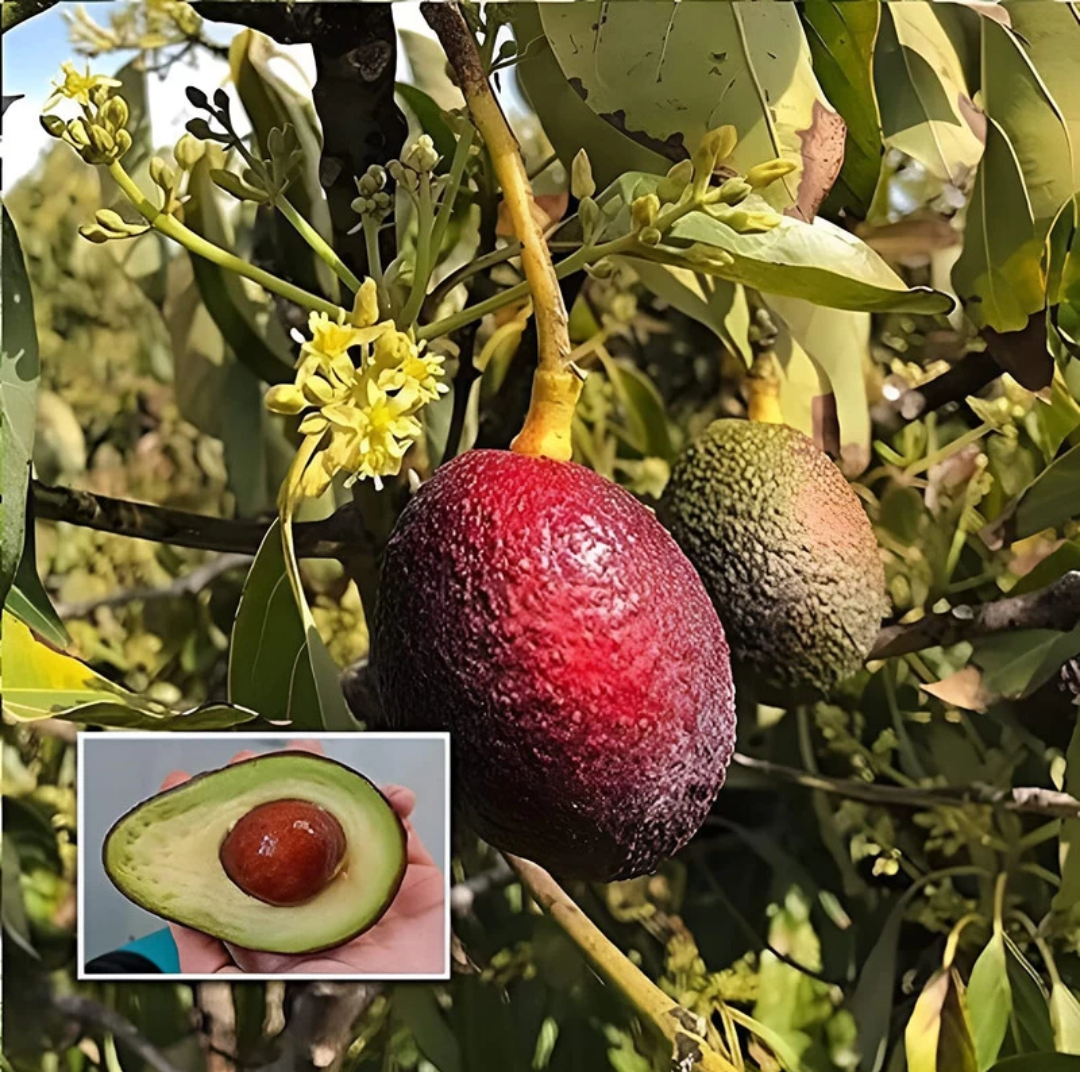 Red Thai Avocado Hybrid Graftad Plant