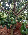 Thai Avocado Hybrid Fruit Plant