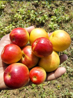 Thai Ball Sundari Apple Ber Grafted Fruit Plant