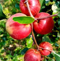 Thai Ball Sundari Apple Ber Grafted Fruit Plant