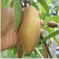 Thai Banana Chikku/sopota Grafted Fruit Plant