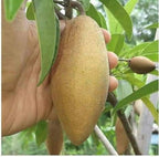 Thai Banana Chikku/sopota Grafted Fruit Plant