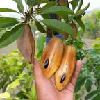 Thai Banana Chikku/sopota Grafted Fruit Plant