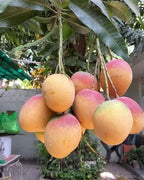 Thai Bari - 11 Mango Grafted Fruit Plant