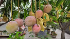 Thai Bari - 11 Mango Grafted Fruit Plant