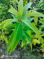 Thai Bari - 11 Mango Grafted Fruit Plant