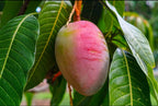 Thai Bari - 7 Mango Hybrid Grafted Plant