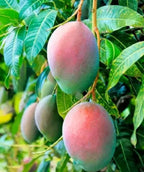 Thai Bari - 7 Mango Hybrid Grafted Plant