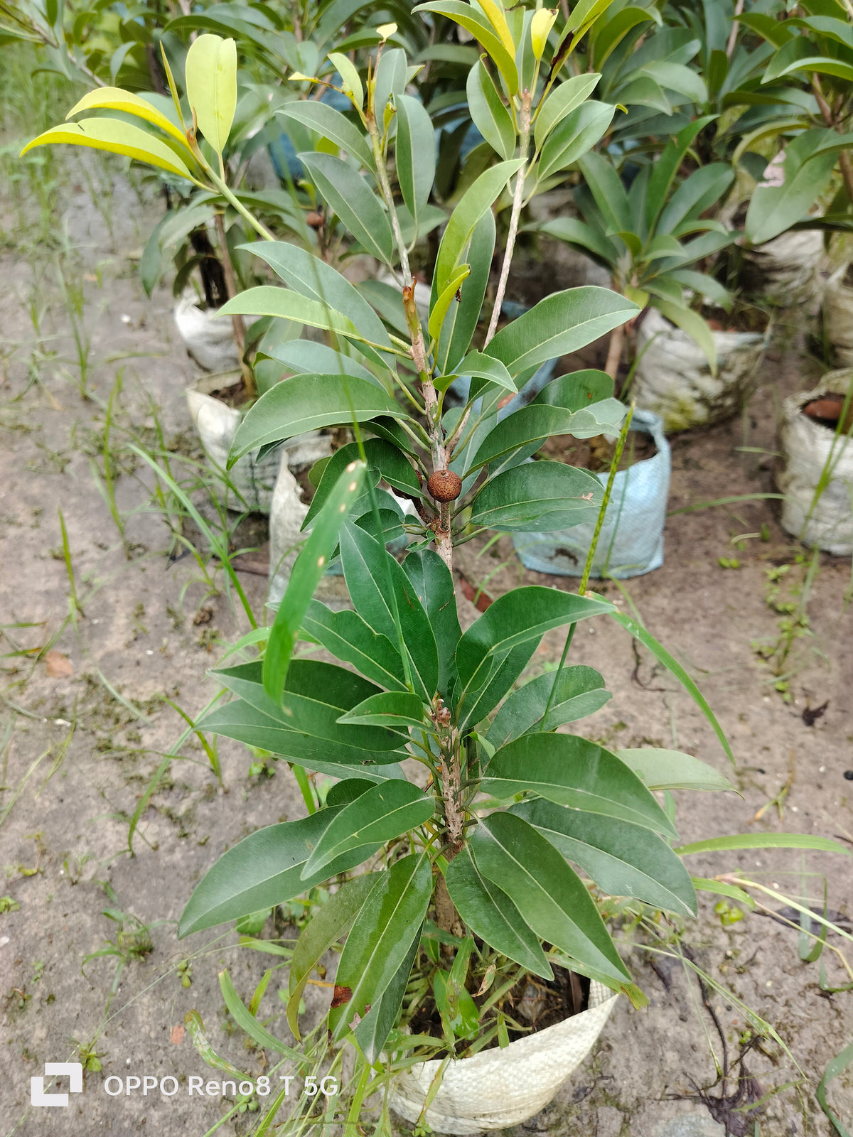 Thai Chikoo/sapota Grafted Fruit Plant