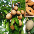 Thai Chikoo/sapota Grafted Fruit Plant