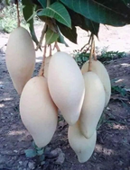 Thai Dok Mai Mango Hybrid Grafted Fruit Plant