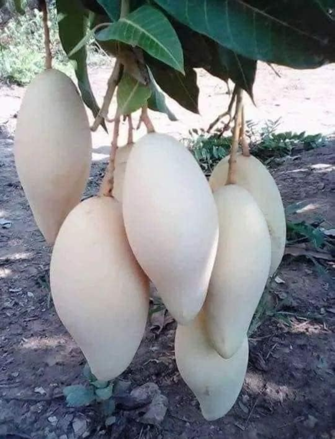 Thai Dok Mai Mango Hybrid Grafted Fruit Plant