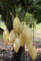 Thai Dok Mai Mango Hybrid Grafted Plant