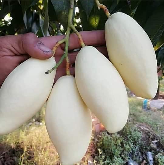 Thai Dok Mai Mango Hybrid Grafted Fruit Plant