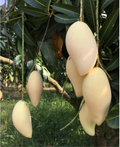 Thai Dok Mai Mango Hybrid Grafted Plant