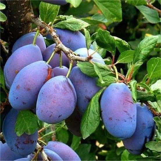 Thai Aloo Bukhara Hybrid Fruit Plant, For Your Home Garden 1 Live Plant